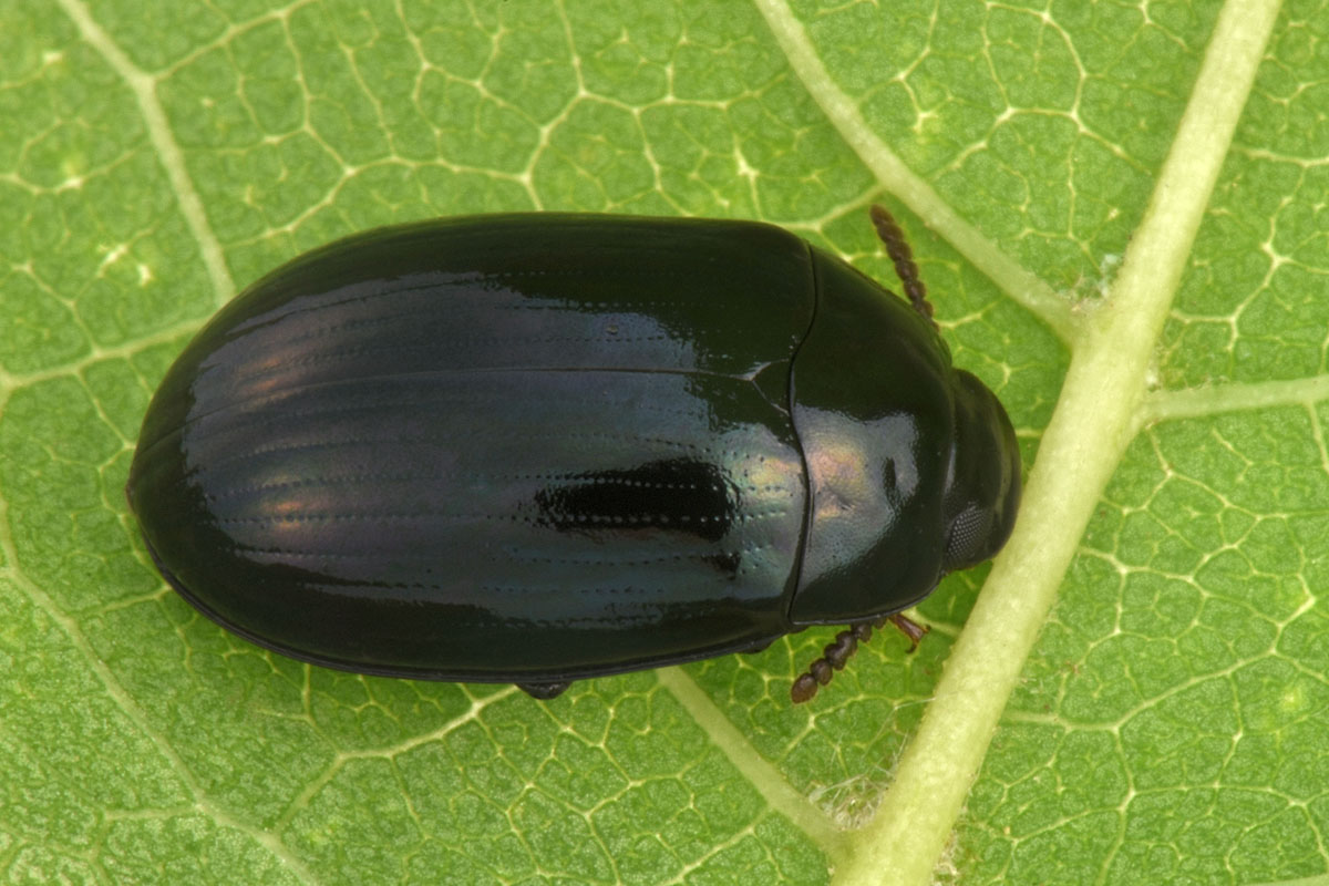 Tenebrionidae: Platydema violaceum? S